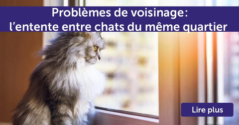 Problèmes de voisinage : l’entente entre chats du même quartier