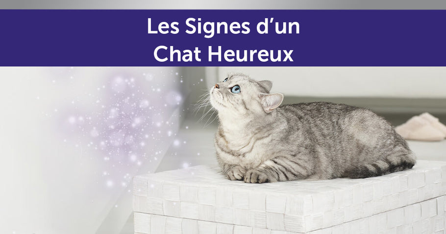 Les signes d'un chat heureux