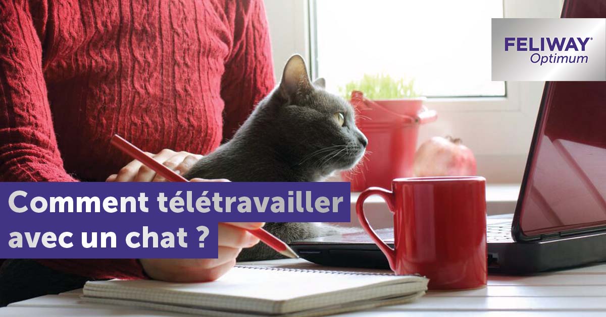 comment-rester-productif-à-la-maison-avec-votre-chat