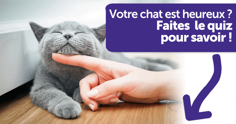 Votre chat est-il heureux ? Faites le quiz !