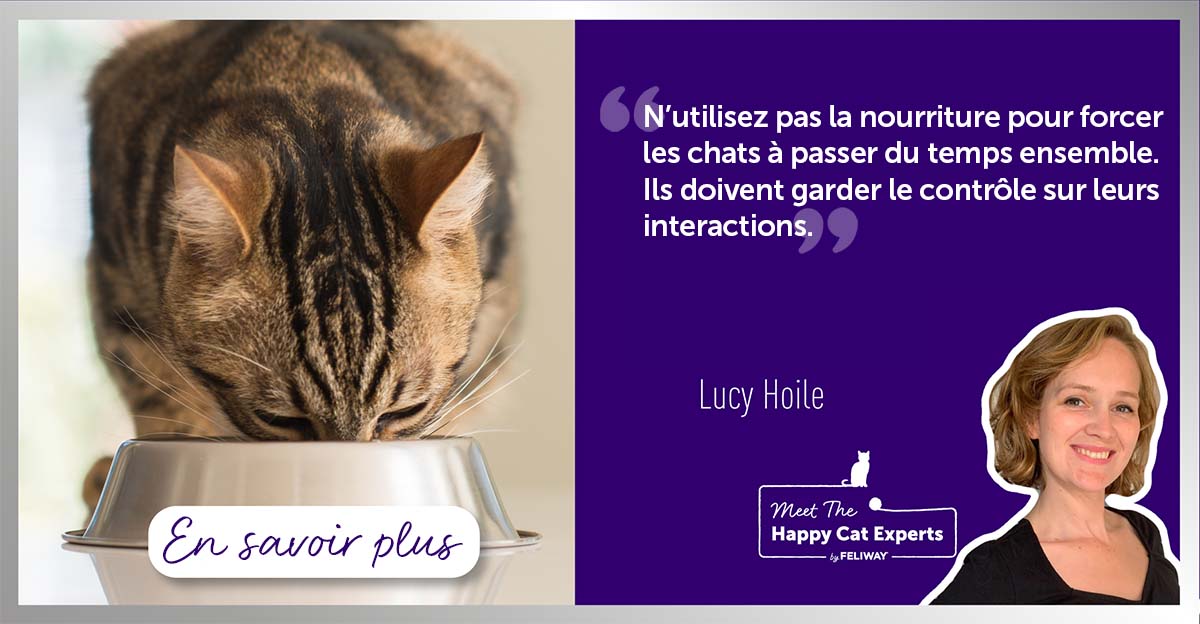 comment-nourrir-plusieurs-chats-qui-partagent-un-meme-lieu-de-vie