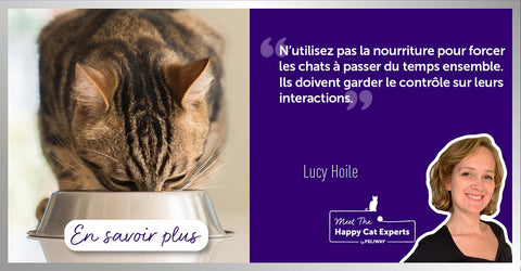 comment-nourrir-plusieurs-chats-qui-partagent-un-meme-lieu-de-vie