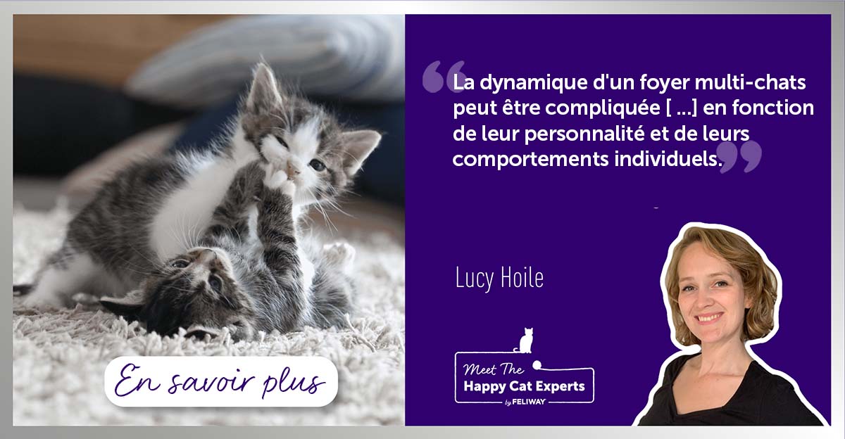 comment-savoir-si-mes-chats-jouent-ou-se-battent