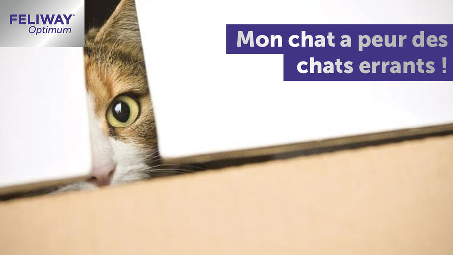 Mon chat a peur des chats errants !
