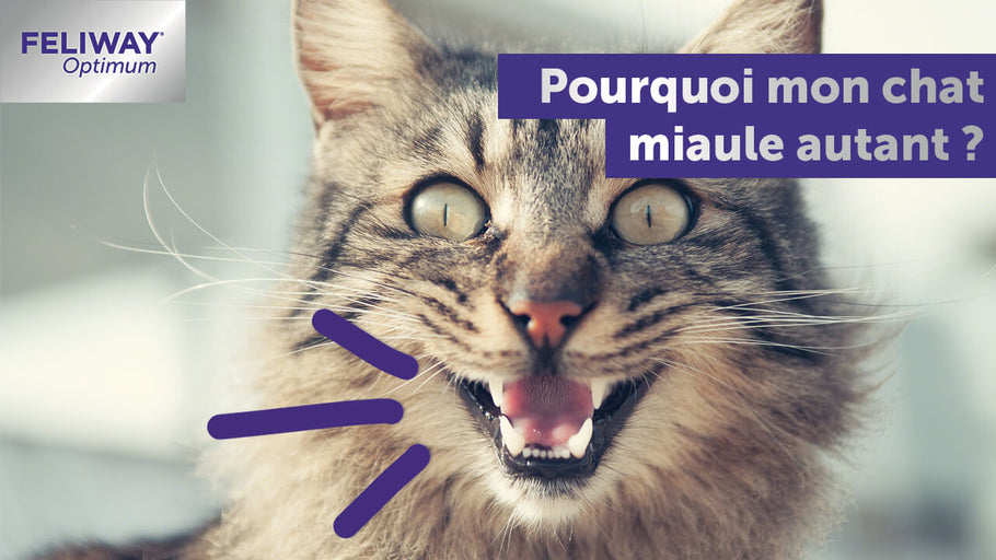 Il Faut qu'on Parle : Pourquoi Mon Chat Miaule ?