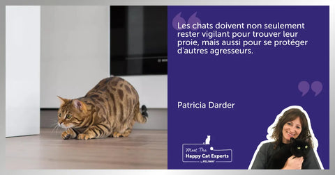 Les deux visages du chat : tantôt chasseur et tantôt proie