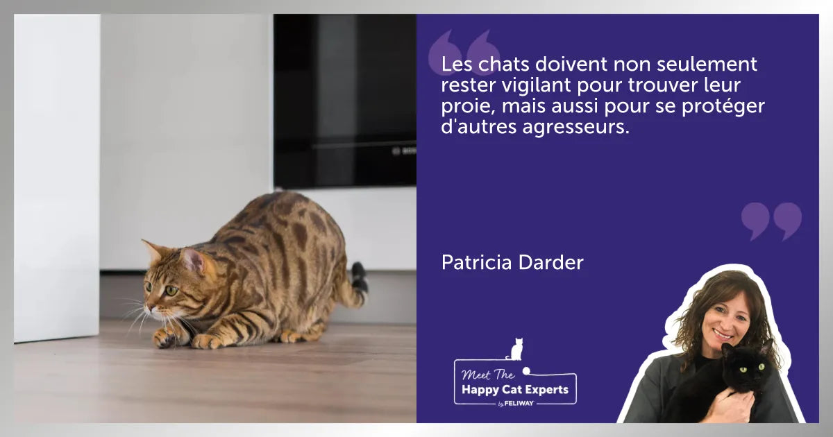 Les deux visages du chat : tantôt chasseur et tantôt proie