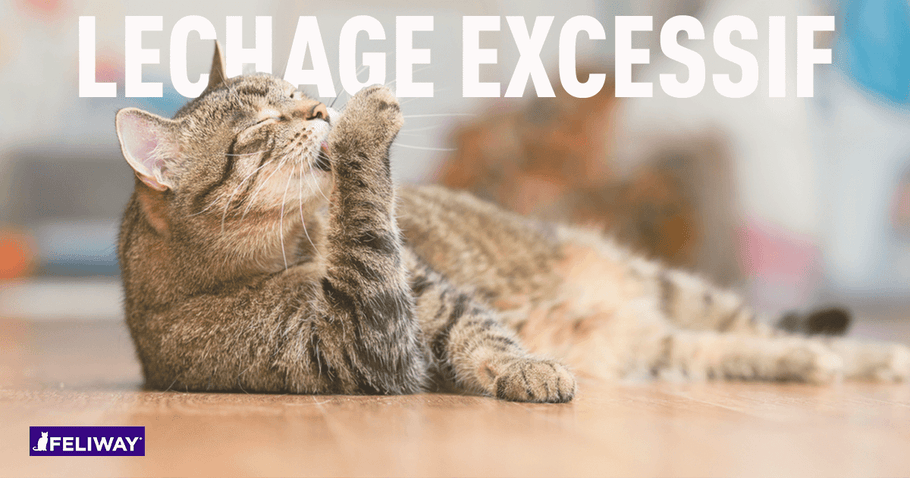 Léchage excessif chez le chat : 6 choses à savoir