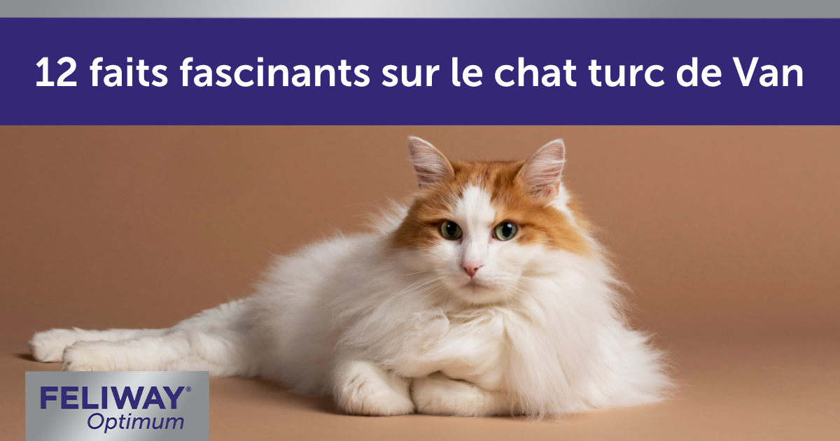 Chat Turkish Van blanc et brun, au long poil duveteux, allongé.