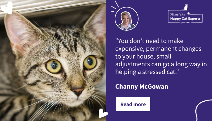 Le stress peut-il affecter votre chat ? Une experte vous explique