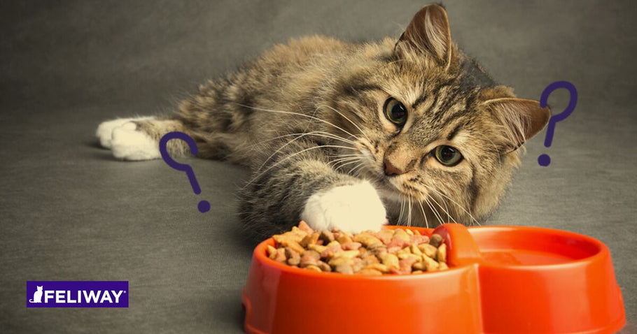 Que Faire Si Mon Chat Refuse De Manger et Qu’il Se Cache ?