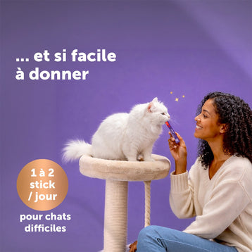 boeuf