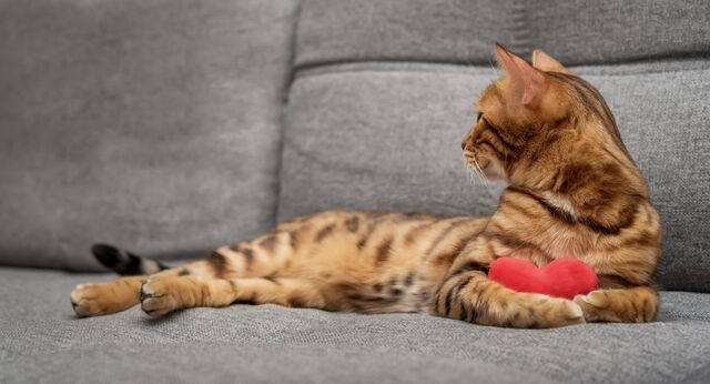 un cadeau par jour à gagner pour votre chat