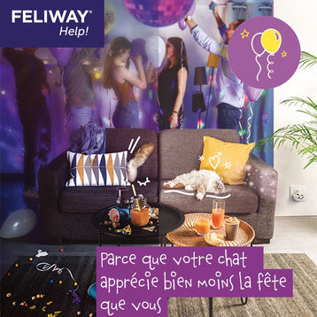 fête à la maison chat se cache